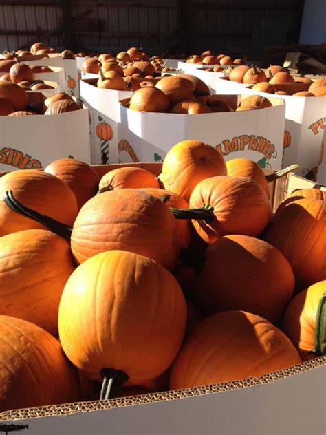 cheap pumpkins in my area